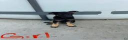 German Shepherd dogs for sale: Blondie - Ad 5