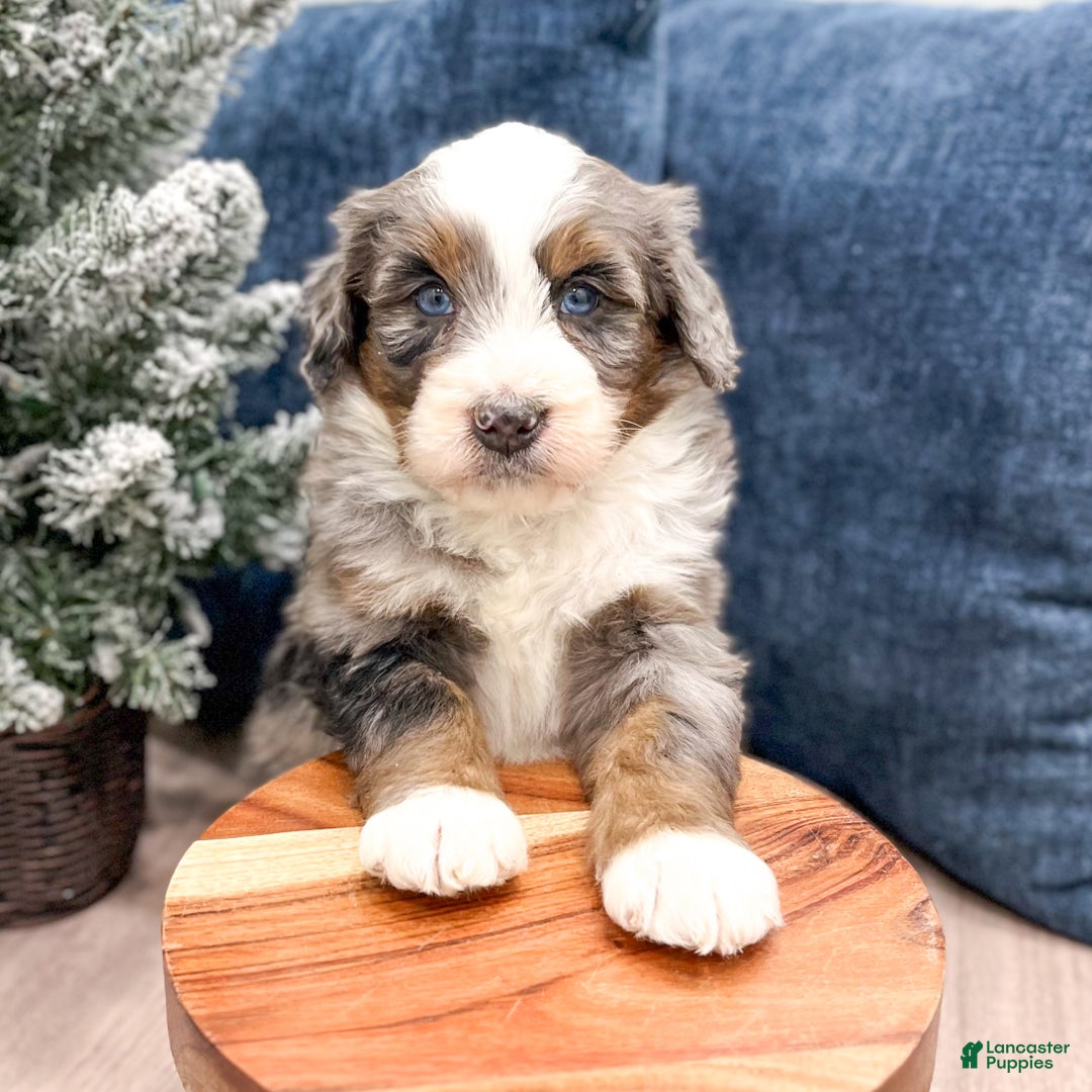 Mini Bernedoodle dogs for sale: Wally - Ad 8