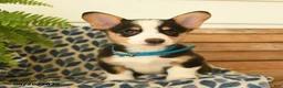 Welsh Corgi Pembroke dogs for sale: Chuck - Ad 3