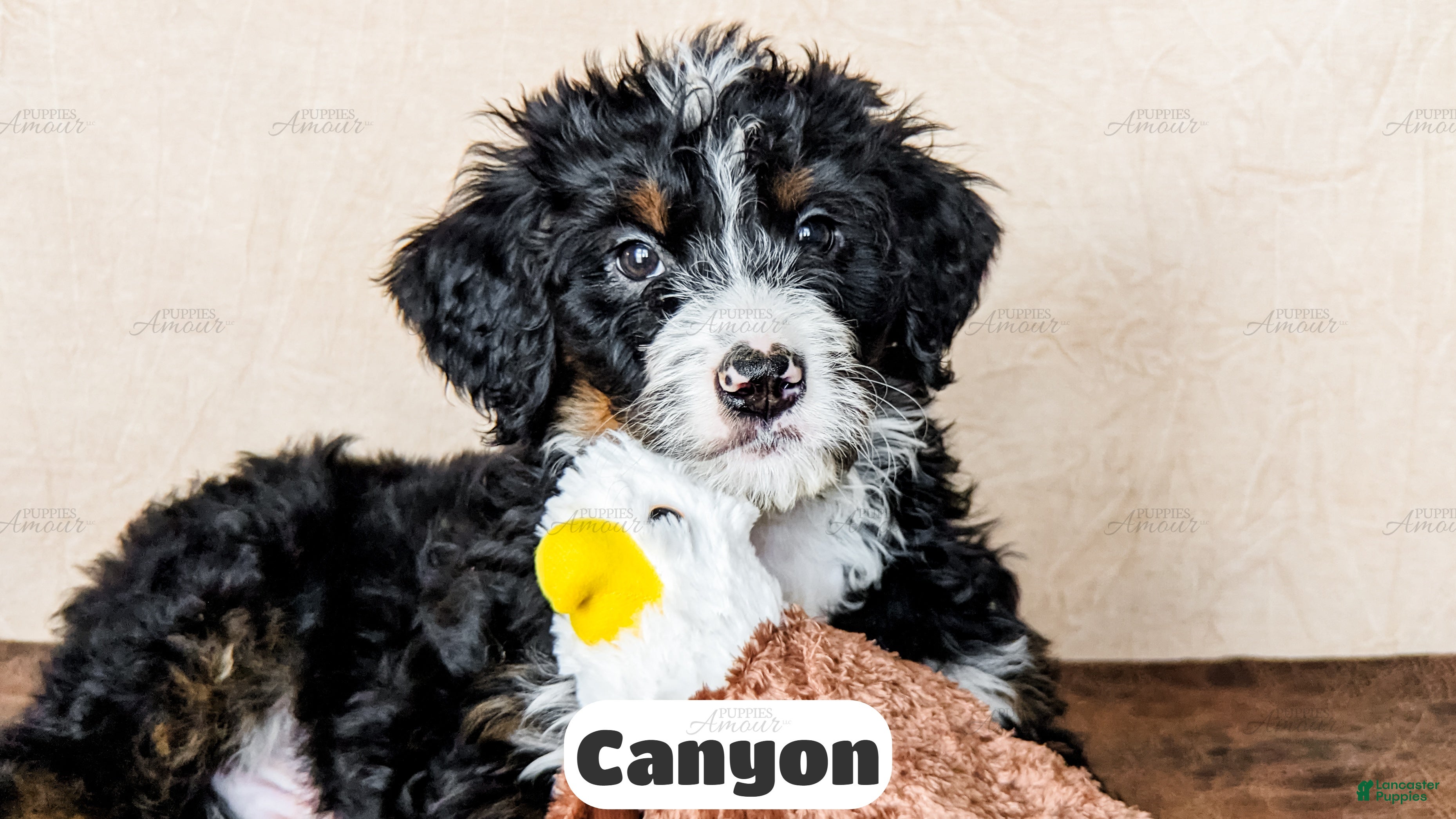 Bernedoodle dogs Canyon - Ad 1