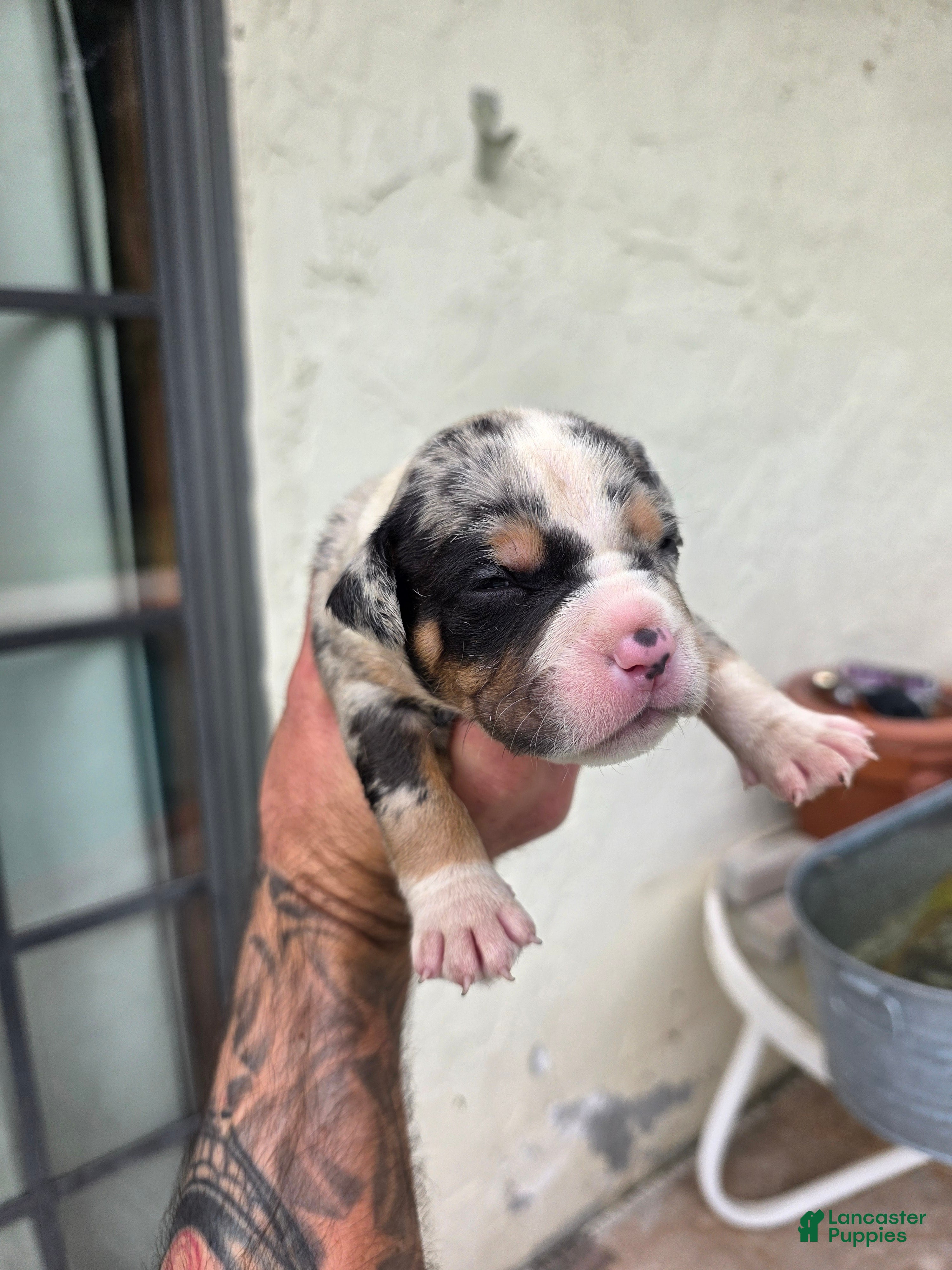American Bully dogs American Bully 1 - Ad 30