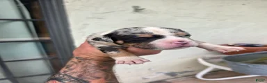 American Bully 1