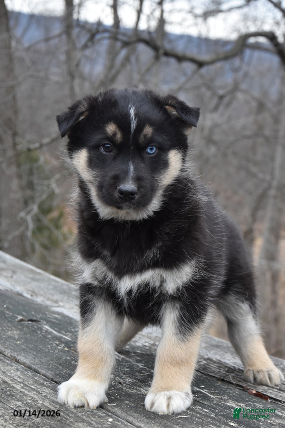 Gerberian Shepsky dogs for sale: Pickles - Ad 1