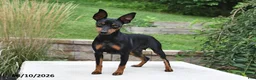 Miniature Pinscher dogs for sale: Bruce - Ad 6