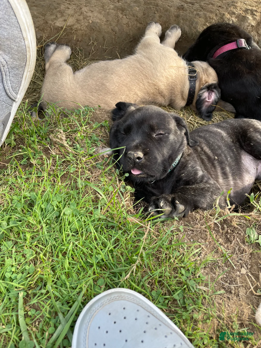 English Mastiff dogs for stud: Axle. - Ad 2