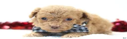 Toy Poodle dogs for sale: Romeo - Ad 4
