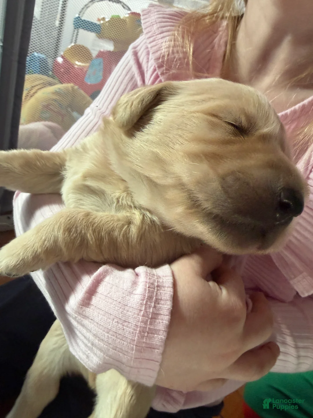 Golden Retriever dogs for sale: Golden Retriever Puppy 2 Pink - Ad 4