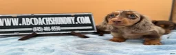Miniature Dachshund dogs for sale: Full AKC dapple - Ad 1
