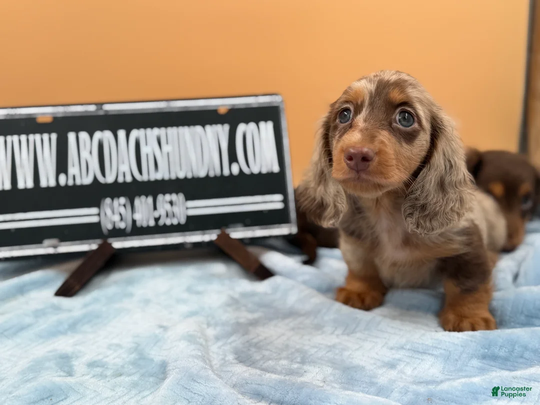 Miniature Dachshund dogs for sale: Full AKC dapple - Ad 1