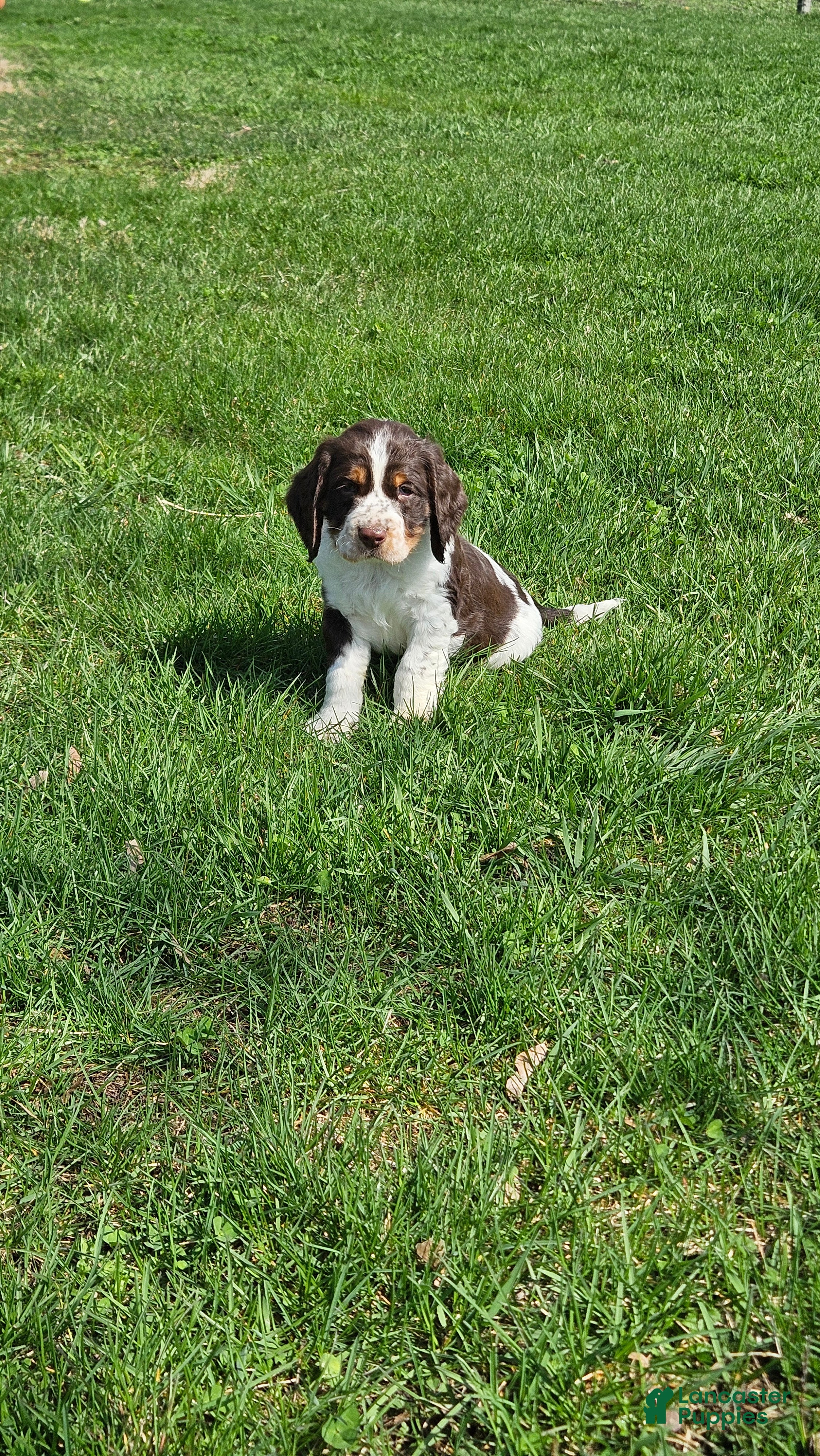English Springer Spaniel dogs for sale: Turbo - Ad 4