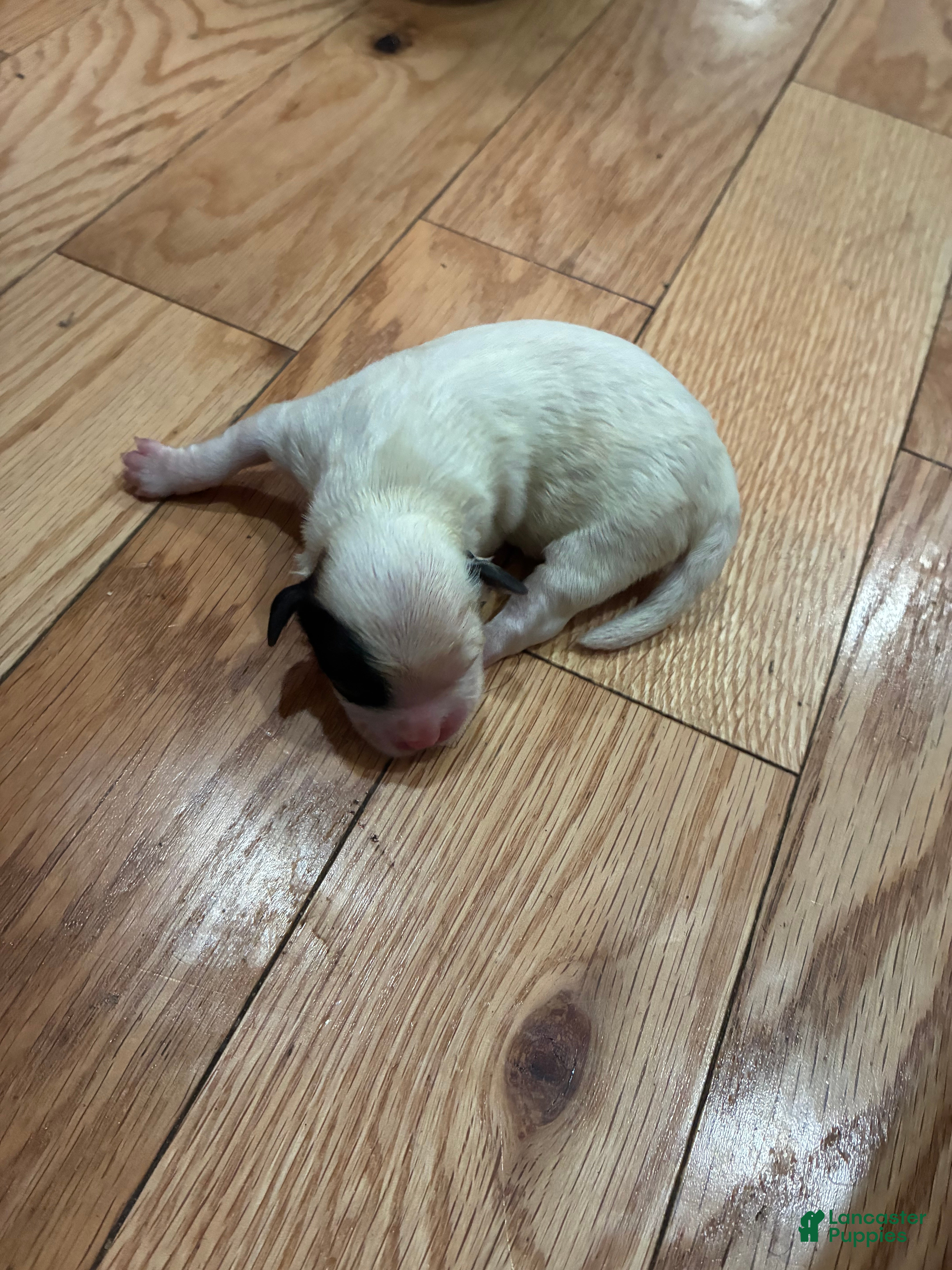 Mixed Breed dogs for sale: Shih Tzu 1 - Ad 13