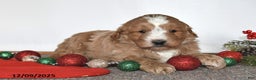 Mini Goldendoodle dogs for sale: Jenny - Ad 2