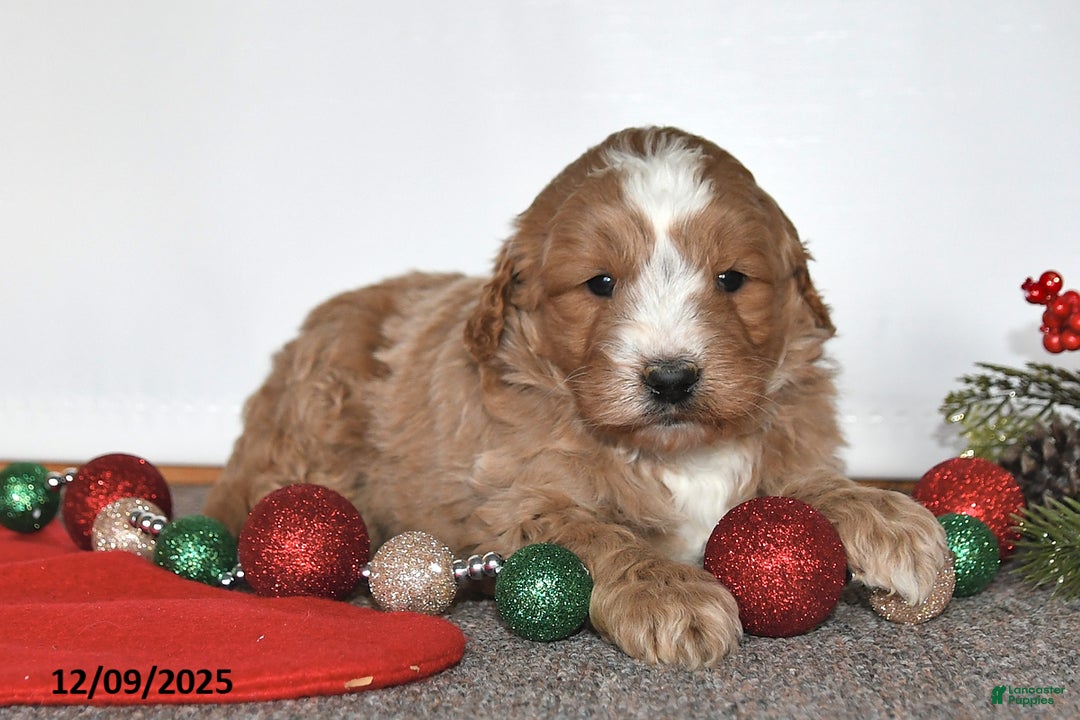 Mini Goldendoodle dogs for sale: Jenny - Ad 2