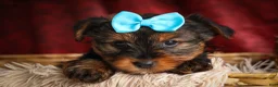 Yorkshire Terrier dogs for sale: DEXTER - Ad 8
