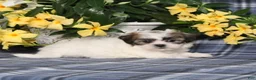 Teddy Bear dogs for sale: Olivia - Ad 3