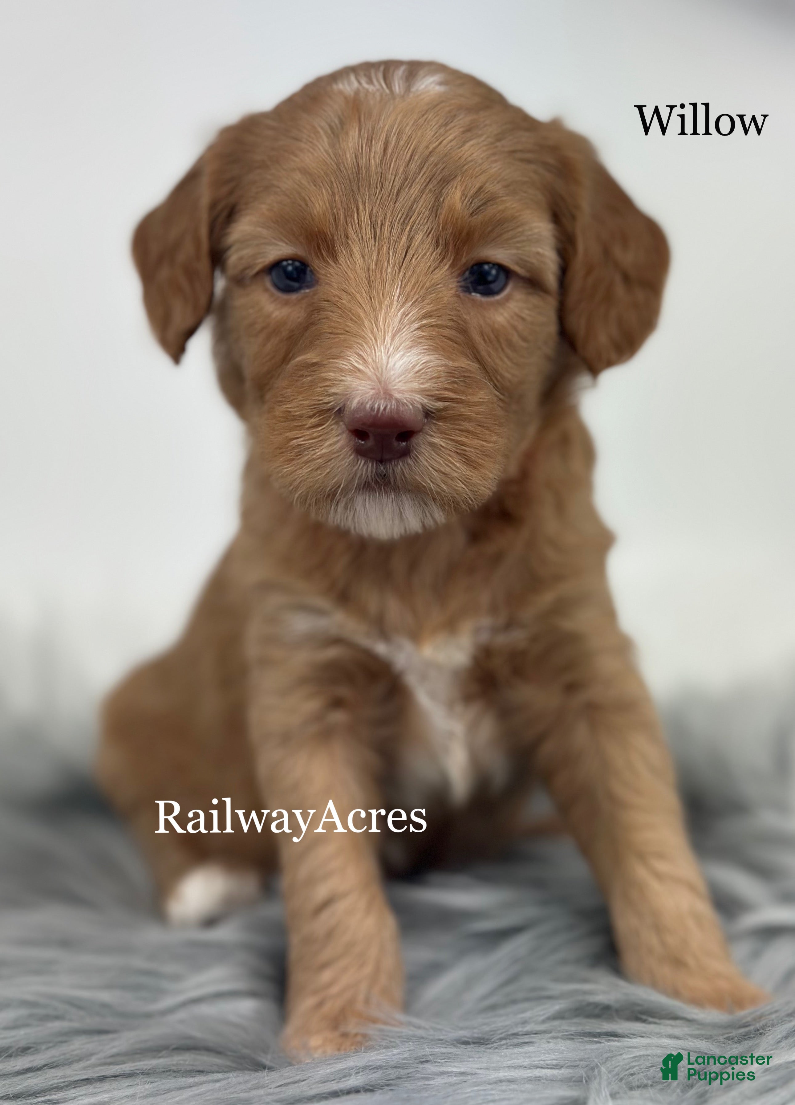 Mixed Breed dogs Willow - Ad 19