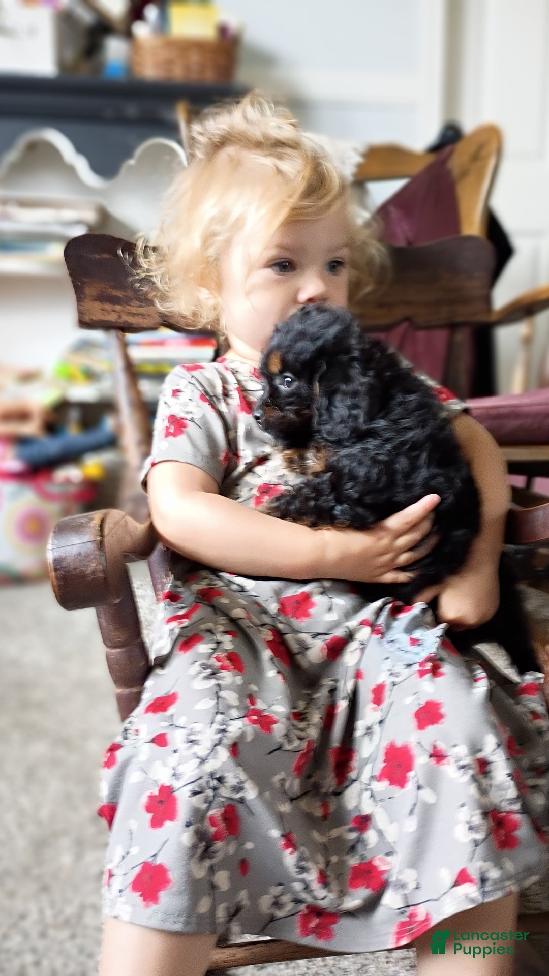 Cavapoo dogs for sale: Sasha - Ad 40