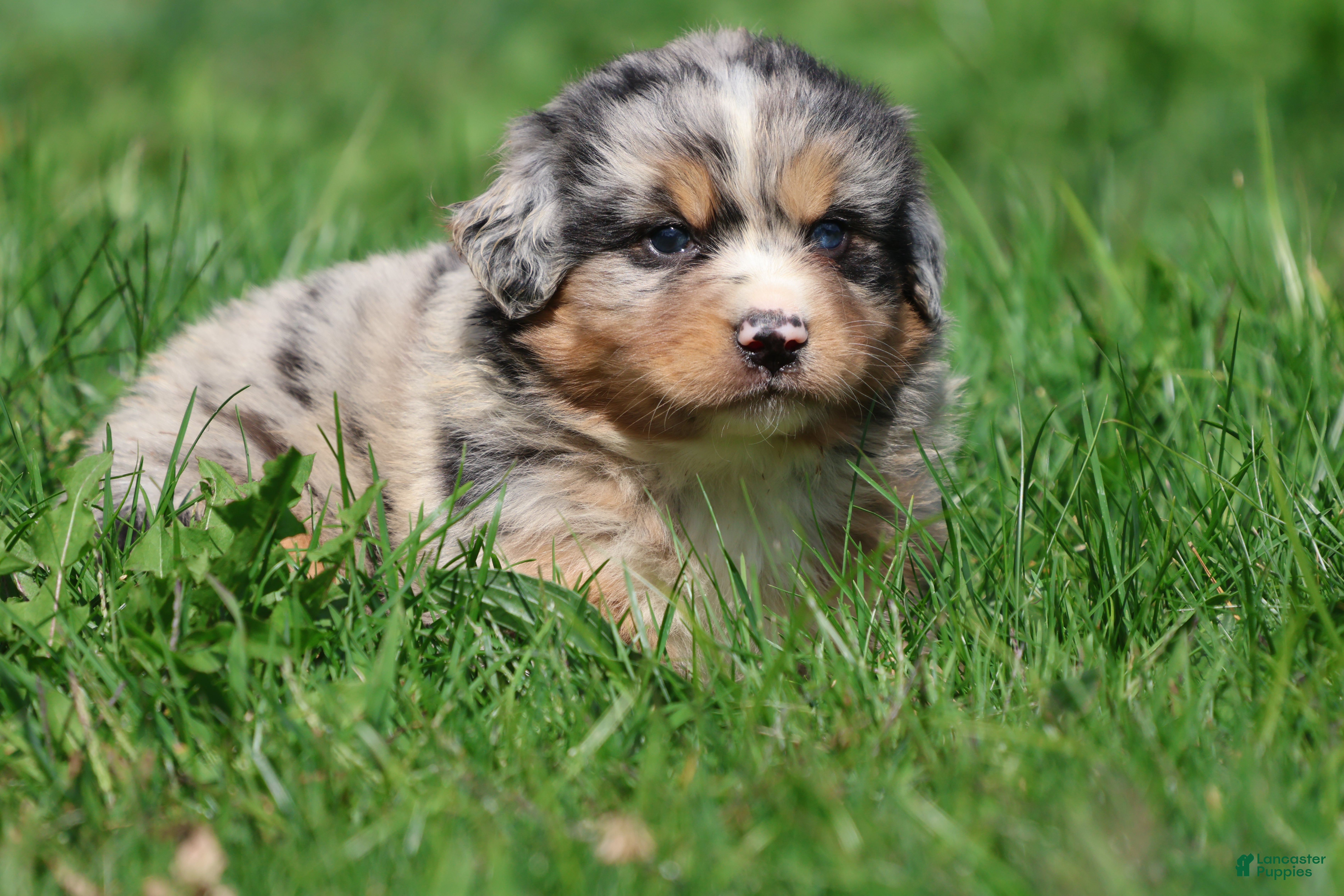 Mixed Breed dogs Chewbacca - Ad 1