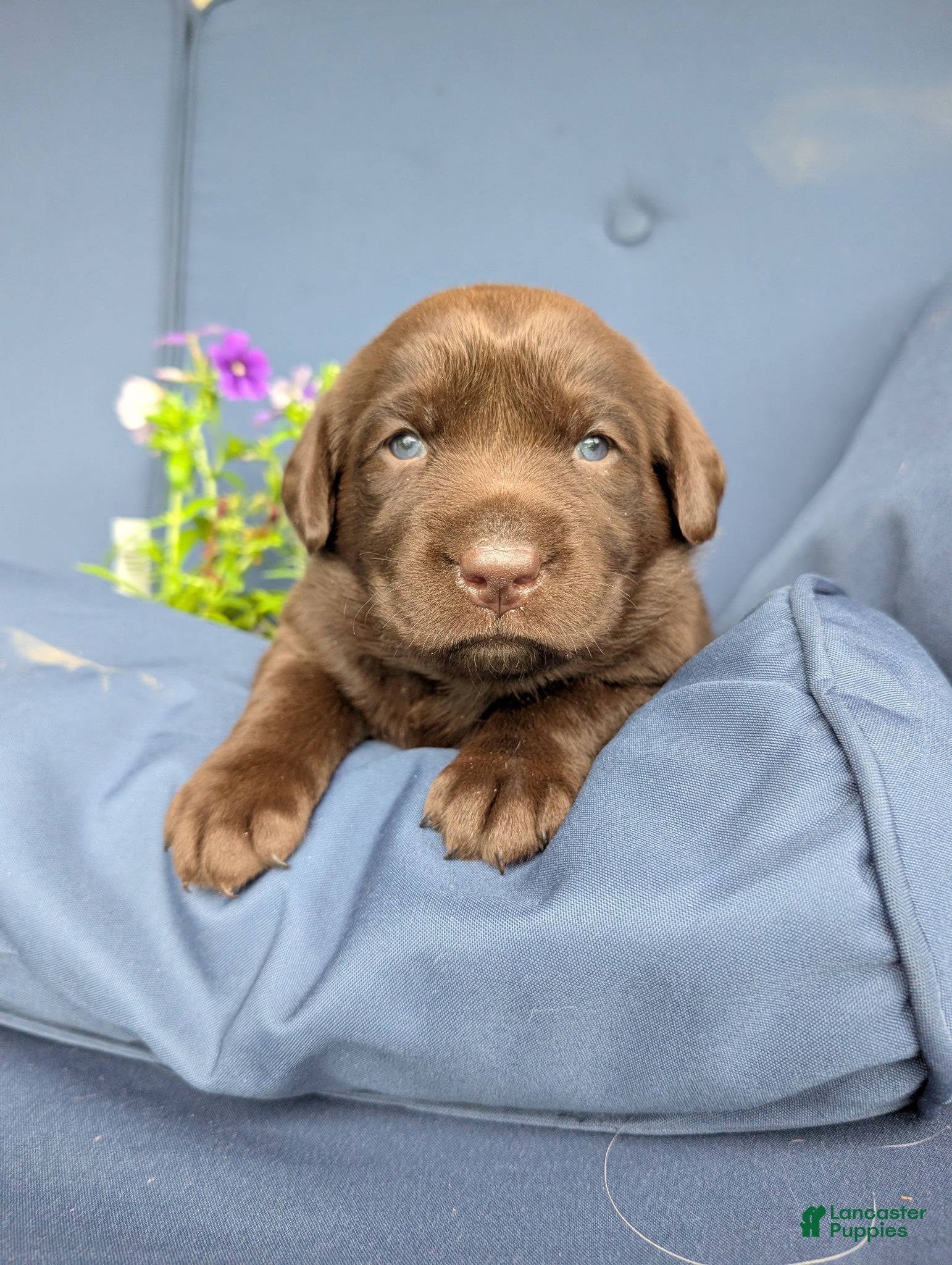 Labrador Retriever dogs Violet - Ad 1