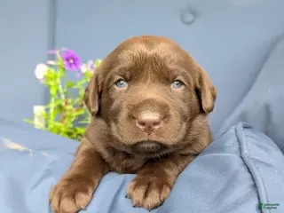 Labrador Retriever dogs for sale: Violet - Ad 1