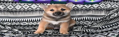 Karl