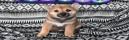 Shiba Inu dogs for sale: Karl - Ad 1