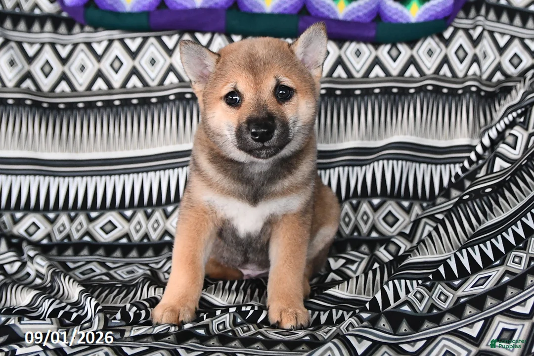 Shiba Inu dogs for sale: Karl - Ad 1