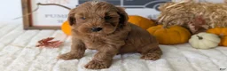 Mini Goldendoodle dogs for sale: Asher - Ad 5
