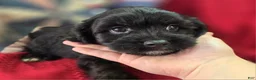 Cavapoo dogs for sale: Trigger - Ad 11