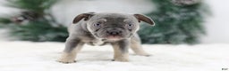 French Bulldog dogs for sale: Iris - Ad 7