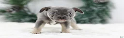 French Bulldog dogs for sale: Iris - Ad 7