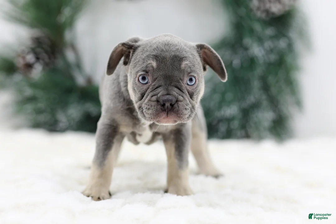 French Bulldog dogs for sale: Iris - Ad 7