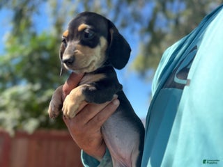 Miniature Dachshund dogs - Ad 3