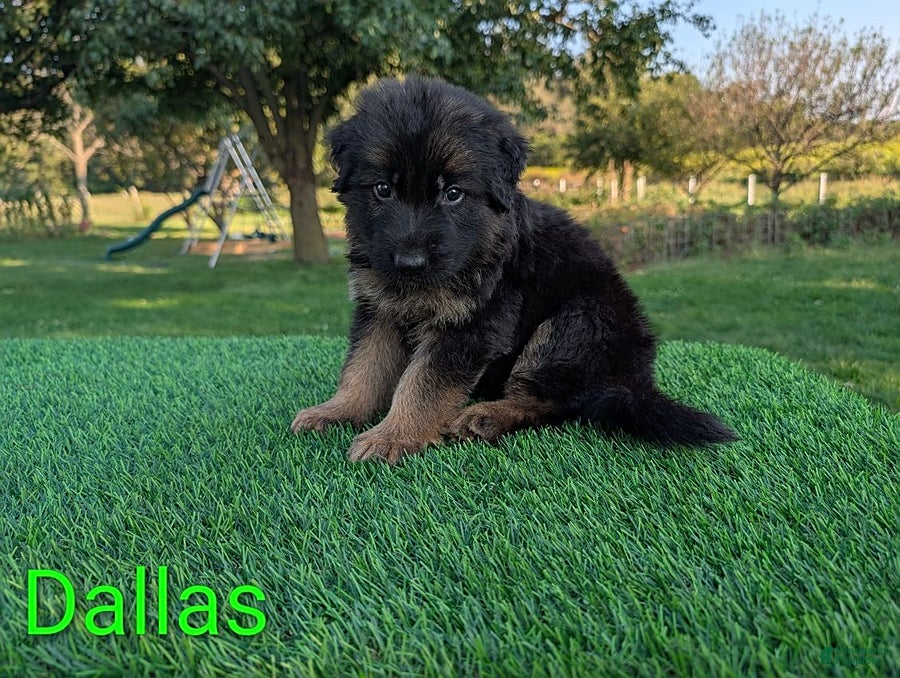German Shepherd dogs Dallas - Ad 1