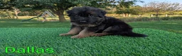 German Shepherd dogs for sale: Dallas - Ad 1