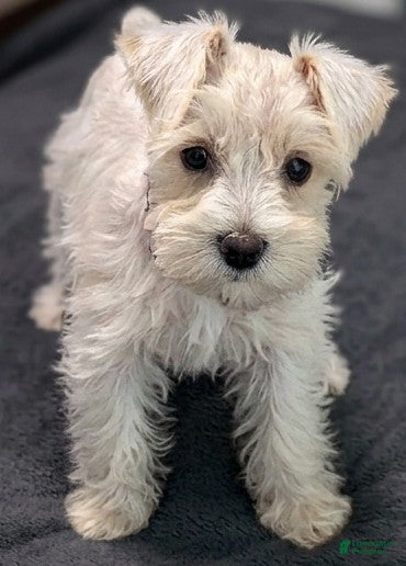 Miniature Schnauzer dogs Casper - M - Ad 2