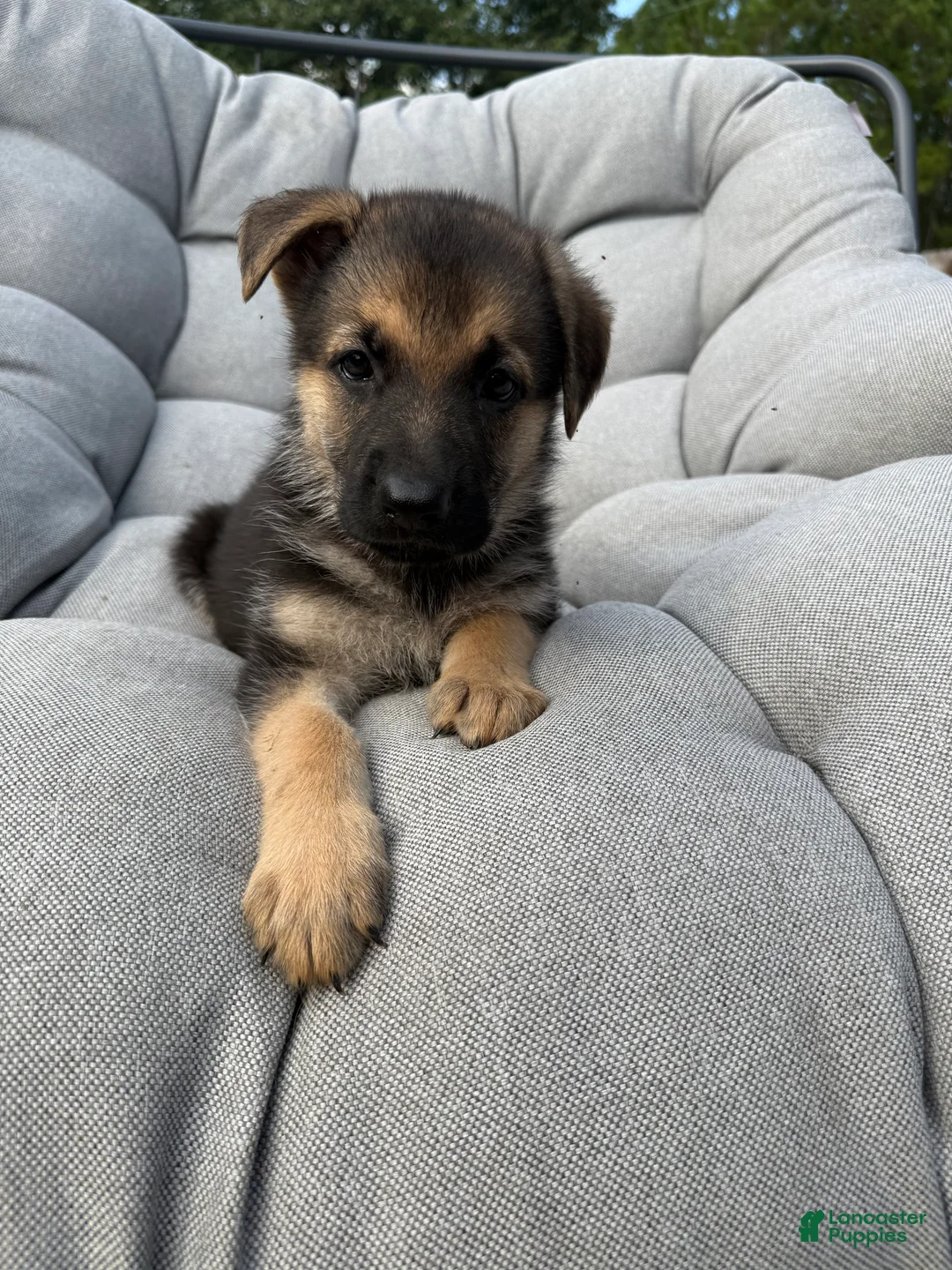 German Shepherd dogs for sale: Millie - Ad 2