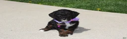 Miniature Poodle dogs for sale: Amber  - Ad 5