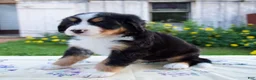 Bernese Mountain Dog dogs for sale: Shyann - Ad 3