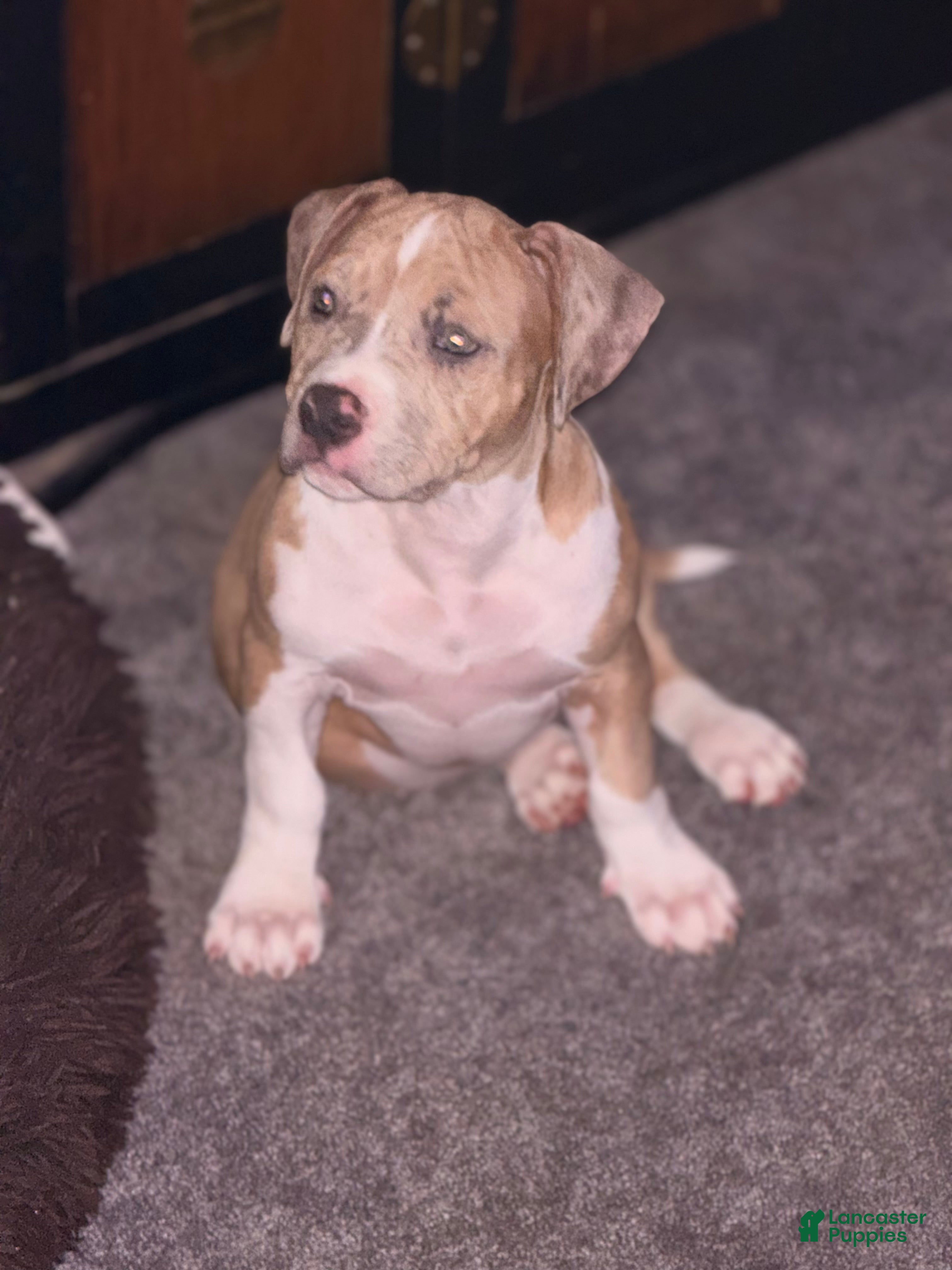 American Bully dogs American Bully Puppy 1 - Ad 40