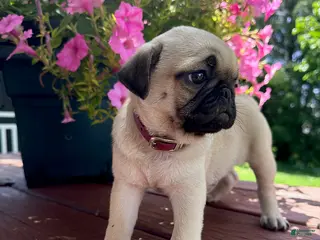 Pug dogs Snickers - Ad 22
