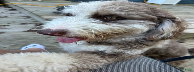 Nova 