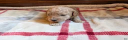 Mini Goldendoodle dogs for sale: Cassie - Ad 4