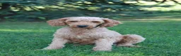 Mini Goldendoodle dogs for sale: Oliver - Ad 6