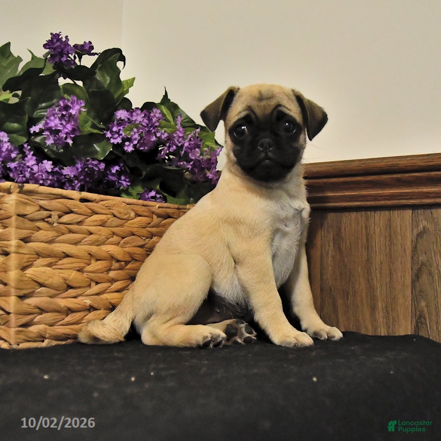 Pug dogs Tracey - Ad 1