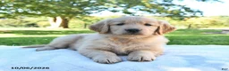 Golden Retriever dogs for sale: Apollo - Ad 5