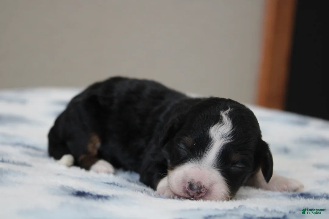 Mini Bernedoodle dogs for sale: Sawyer  - Ad 1