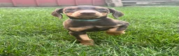 Doberman Pinscher dogs for sale: Blue collar  - Ad 3