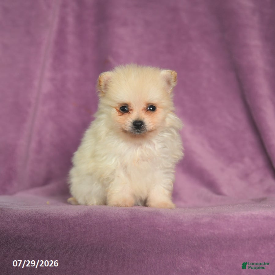 Pomeranian dogs Cindy - Ad 1