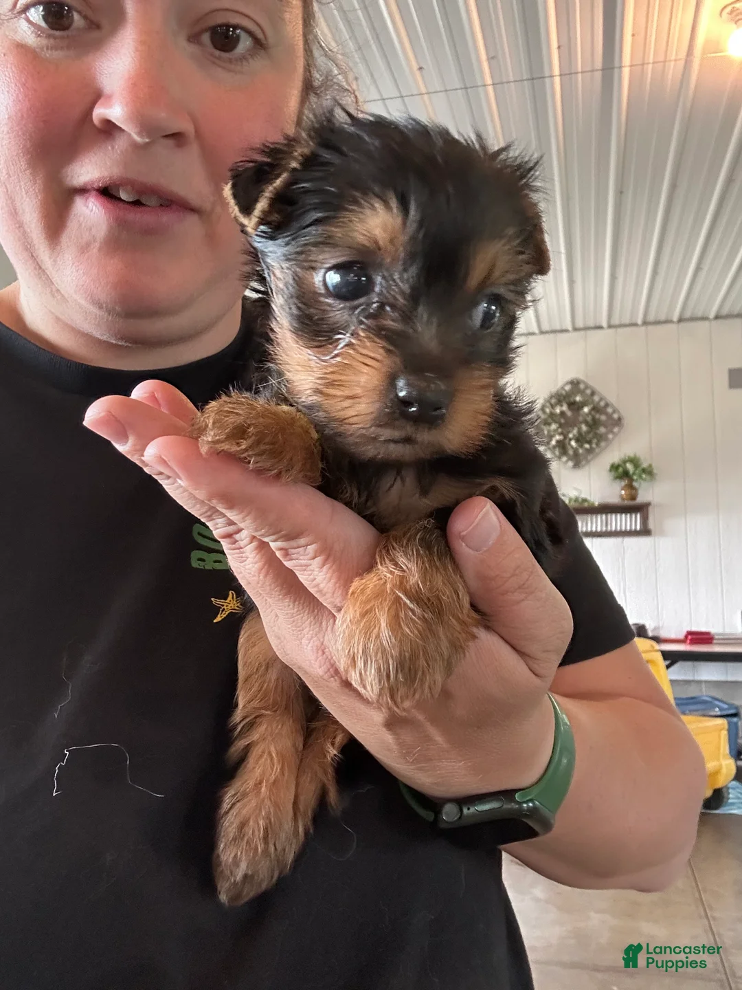 Yorkshire Terrier dogs for sale: Jake  - Ad 2
